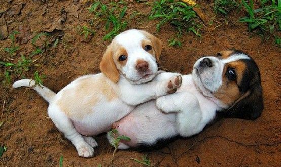 Beagle Puppies For Sale In California - 01/2022